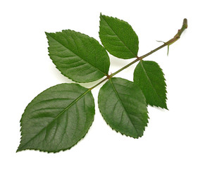 Branch of a rose with leaf isolated on white background. Flat lay, top view