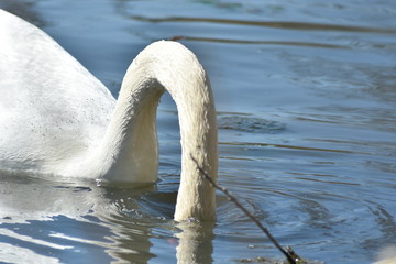 Schwan auf dem Teich