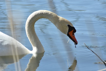 Schwan auf dem Teich