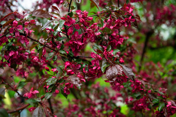 Obraz premium Nice spring blossom branch with red purple flowers after rain nature macro