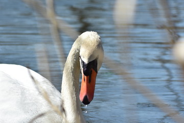 Schwan auf dem Teich