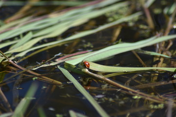 Marienk&auml;fer &uuml;berdem Wasser auf einem Gras-Blatt