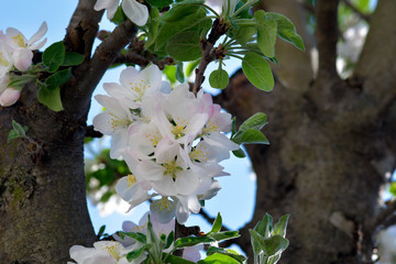 Nature,  Apple Blossom