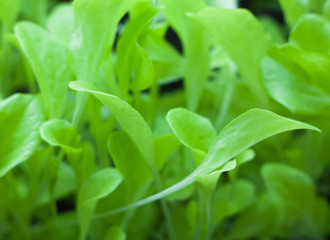 Growing the lettuce.