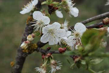  Blooming cherry branch with beautiful white flowers close-up.