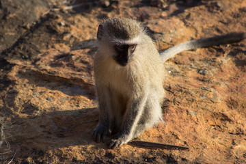 Little monkey looking around