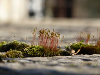 Closeup of fire moss Ceratodon purpureus with reproductive sporophytes growing on balcony