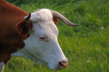A beautiful cow grazing in the pasture
