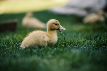 Ducklings on a grass in the garden, drinking a water. Cute baby ducks in small breeding. Concept of farming. 