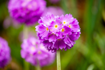 Fototapeta premium Na rysunku w zbliżeniu przedstawiono pierwiosnek kulisty (Primula denticulata)