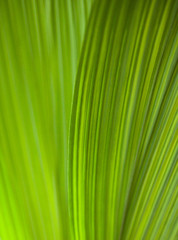 Green leaf. Close-up