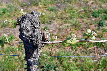 Austria, Agricultural Area