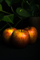 
Three tasty red and yellow apples accompanied by a green plant. Dark background. Vertical format.