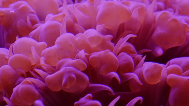 Natural underwater background. Coral polyps. 4k.