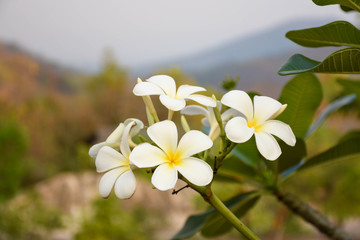 flower,Thailand