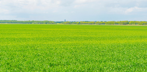 Fototapeta premium Highrise on the horizon of a bright green meadow in sunlight in spring