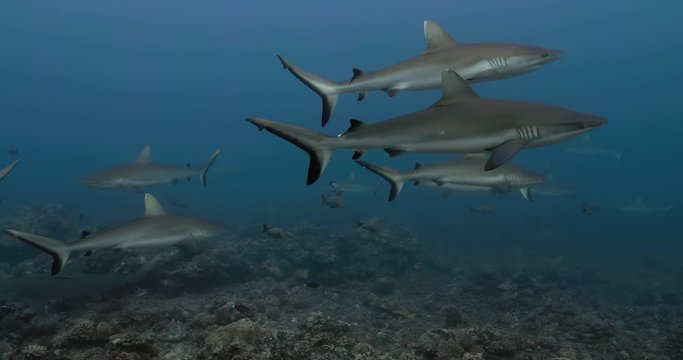 Sharks in the Pacific Ocean. Underwater life with grey sharks swimming near coral reef in the Sea. Diving in the clear water - 4K