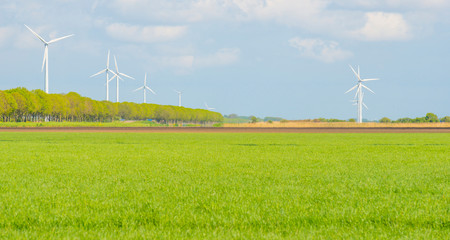 Spring is in the air with the green foliage of trees in a green pasture in sunlight below a blue...