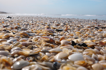 Seashells on a sandy Argentinean beach in the province of Buenos Aires, Carilo, Argentina