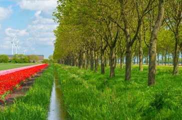 Tulips in an agricultural field in sunlight below a blue cloudy sky in spring