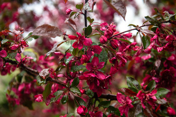 Nice spring blossom branch with red purple flowers after rain nature macro