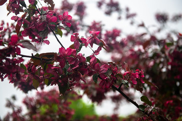 Nice spring blossom branch with red purple flowers after rain nature macro