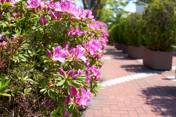 サツキの花・満開・生垣・道端