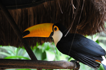 Toucan/Tucan bird resting under a parasol in the Brasilian/Argentinian Rainforest/Jungle