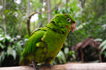 Papagai/Parrot is sitting on a branch in the Argentine / Brazilian rainforest