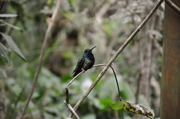 Bird/Kolibri is sitting on a branch/tree in the Argentine / Brazilian rainforest