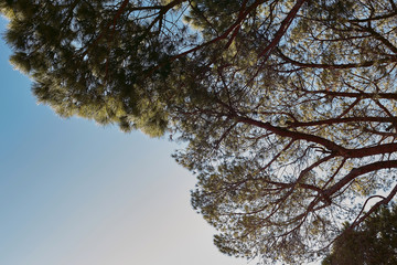 Large tree branches. Blue sky. copy space on the bottom left.