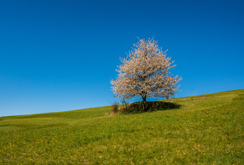 flowering cherry tree on a meadow in the mountains in spring on a sunny day