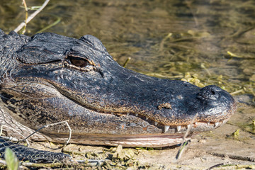 Obraz premium Portrait of an american alligator lying on the shoreline