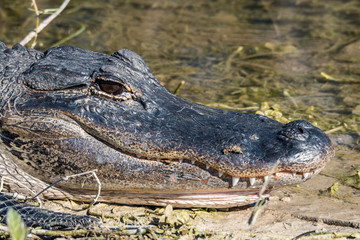 Portrait of an american alligator lying on the shoreline
