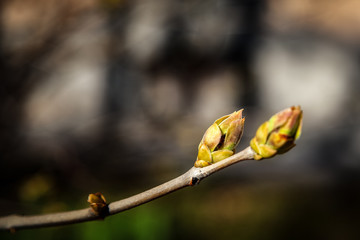 The buds open in spring