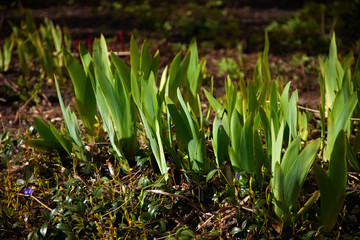 Green grass in the sun - lawn
