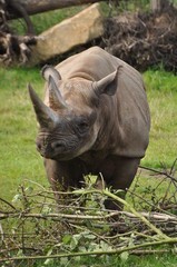 Naklejka premium nashorn 