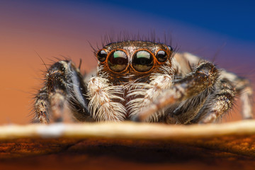close up of a brown eyes jumping spider