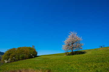 Fototapeta na wymiar flowering cherry tree on a meadow in the mountains in spring on a sunny day