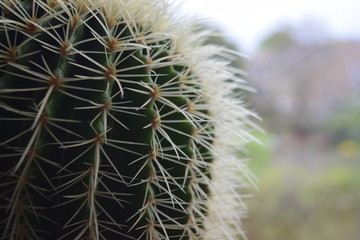 A close-up of the spikes on a cactus plant