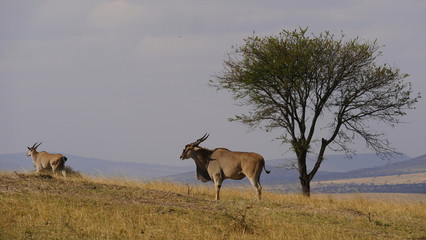 Fototapeta premium Elenantilope, Antilope, Riesenantilope in der Grassteppe Ostafrikas vor einem Baum, Serengeti, Tansania