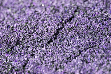 土の背景を紫にしました　クローズアップとコピースペース