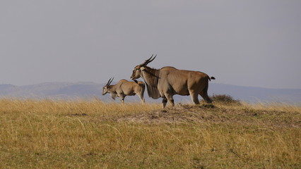Naklejka na ściany i meble Elenantilope, Antilope, Riesenantilope in der Grassteppe Ostafrikas, Serengeti, Tansania