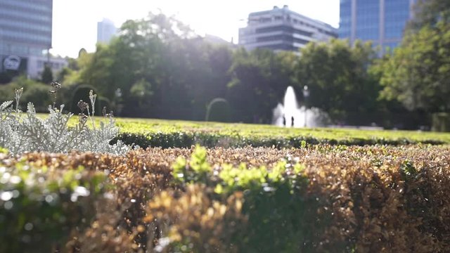 Buxus garden with fountain in front of le Botanique Brussels Belgium