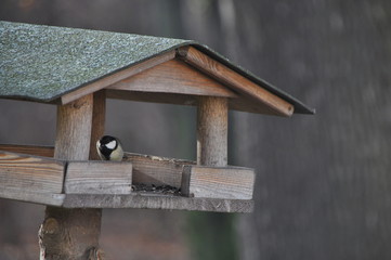 vogelhaus mit meise