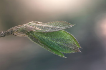 Flowering leaf on a branch of a bush in the sunlight. Spring nature. Nature wakes up.