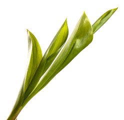 green lily of the valley leaves on a white background