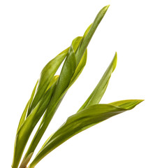 green lily of the valley leaves on a white background