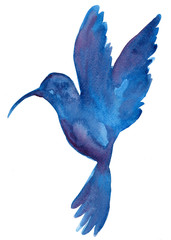 Blue  watercolor hummingbird drawing isolated on white background