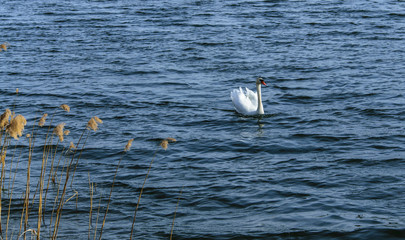 A white lone swan swims in a lake on a sunny windy spring day.